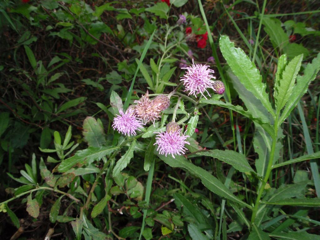 Cirsium arvense